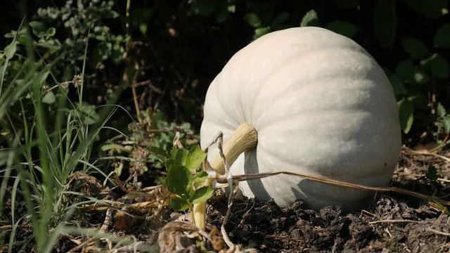 Organic white pumpkin Cucurbita pepo close-up 4K video