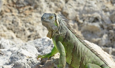 Iguana at the Florida Keys in winter time