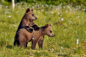 brown bear cubs