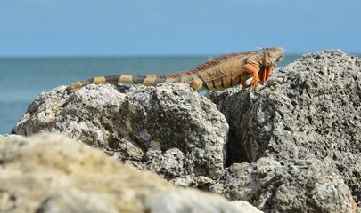 Iguana at the Florida Keys in winter time