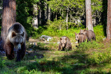 Brown bear mom with cubs