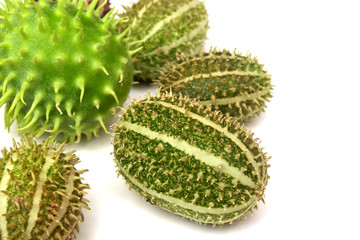Cucumis africanus African Wild Cucumber. Wild cucumber native to Africa produces small 1&frac12; by 3&frac12; inch fruits that look like prickly greenish cucumbers striped in light green or yellow, Isolated.