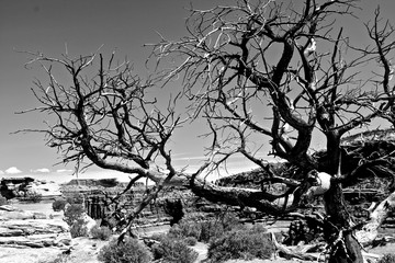 Black and white desert trees. 
