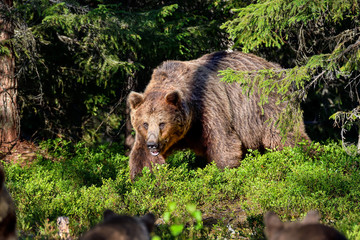 Brown bear