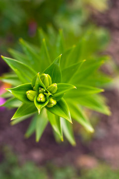 Flower background with green flower, closeup view