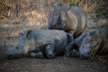 white Rhinos Resting
