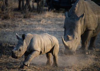 Baby Rhino Running in Africa