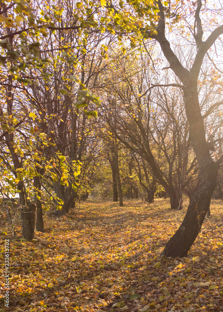 Canvas Prints Autumn in the UK. Road in the sunny autumn forest in Cumbria