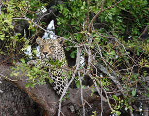 Leopard Watches from Tree