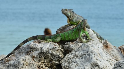 Iguana at the Florida Keys in winter time
