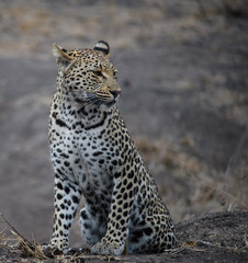 African Leopard Looks Around