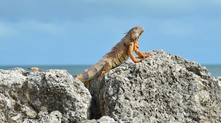 Iguana at the Florida Keys in winter time