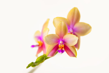 Beautiful rare orchid in pot on white background