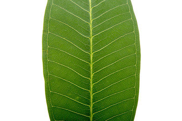 green leaf of frangipani isolated on the white