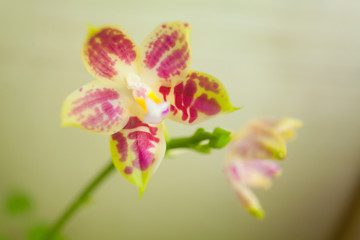 Beautiful rare orchid in pot on blurred background