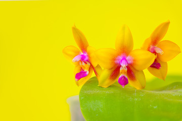 Beautiful rare orchid in pot on blurred background