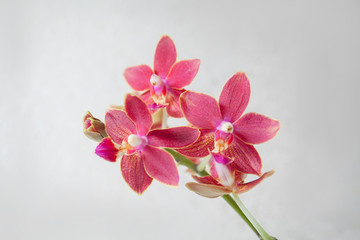 Fototapeta na wymiar Beautiful rare orchid in pot on White background