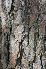 Obraz premium Natural bark background