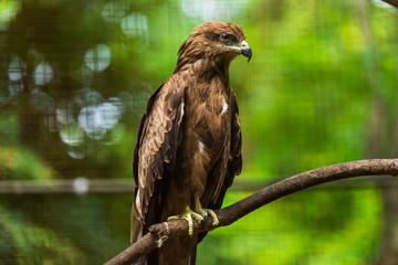 Milvus migrans culture in the zoo