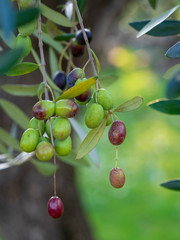 Olives de Provence à maturité prêt pour la récolte