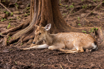 Cervidae culture in the zoo