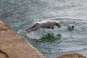 Dog of breed Miniature Bull Terrier (sequence several photos). Short hair and white (clear). Jumping to play in the water (sea) with ball (ball) on sunny day.