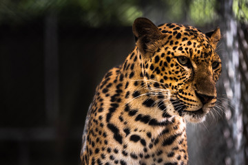 leopard:Panthera pardus ,in the zoo