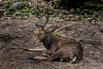 Cervidae culture in the zoo