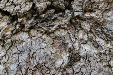 A close up photo of a wooden log