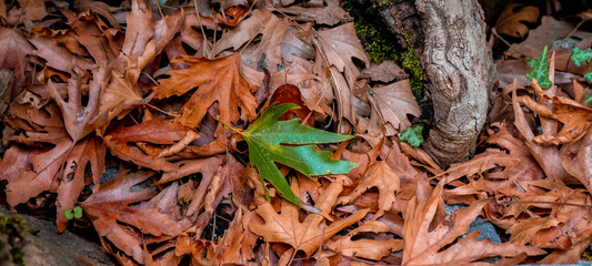 Brown autumn leaves on the ground