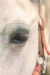 Horse's eye