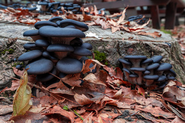 Black mushroom with brown leaves