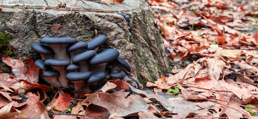Black mushroom close to a log with autumn leaves