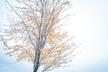 Fototapeta na wymiar Winter Tree 