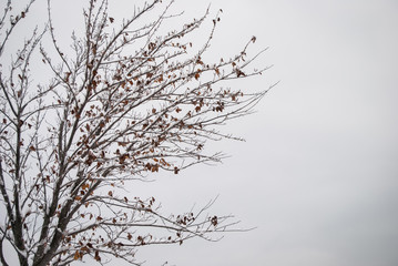 Snow Covered Tree Branches