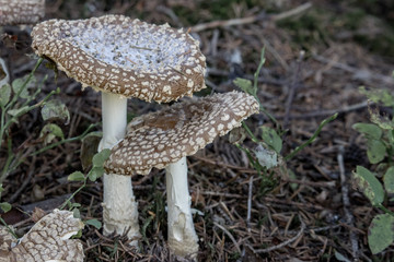 Two brown fly agaric on ground. Pair of growing amanitas. Poison mushrooms concept. Autumn harvest. Danger and poison background. Brown top of amanita.