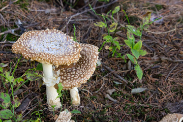 Two brown fly agaric on ground. Pair of growing amanitas. Poison mushrooms concept. Autumn harvest. Danger and poison background. Brown top of amanita.