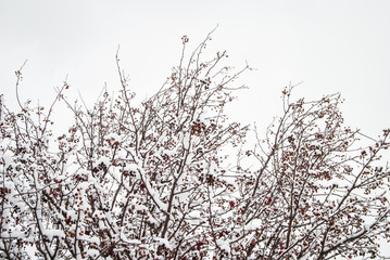 Snow Covered Tree Branches