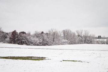Winter Tree line in a snowy field