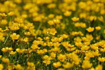Obraz premium flowering in yellow buttercups