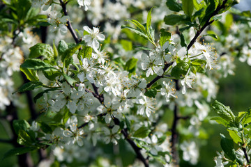 Fototapeta premium Цветение / Flowering