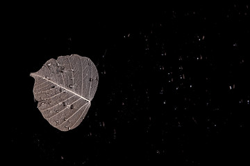 A silver leaf on a black surface, with raindrops