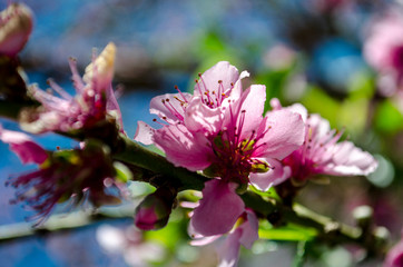 peach flowers