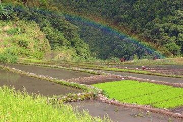 Rice paddies in Asia