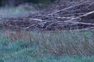 Great grey owl (Strix nebulosa)