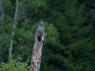 Great grey owl (Strix nebulosa)