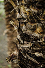 close up to bark of a palm tree, textured background of a natural palm tree
