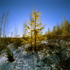 Fototapeta premium Осень / autumn
