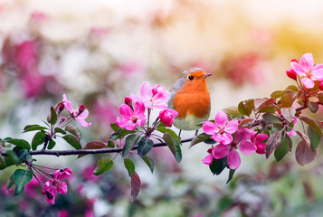 Ptaszek Robin siedzący na gałęzi kwitnącej różowej jabłoni w wiosennym ogrodzie - obrazy, fototapety, plakaty