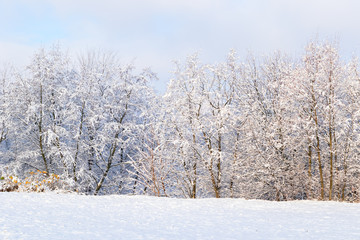 The first autumn snow in an old abandoned park